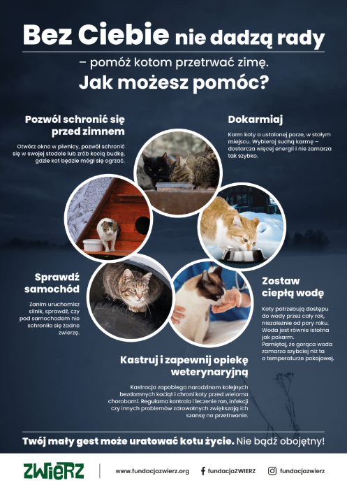 plakat koty wolnożyjące fundacja zwierz 2