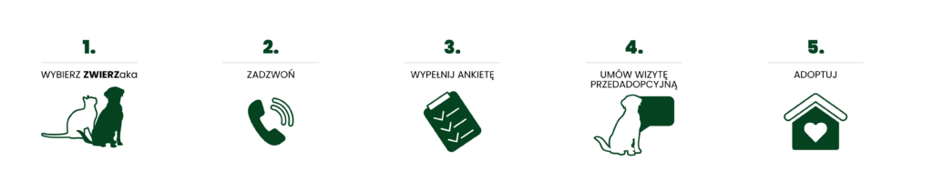 zwierz-www-infografika-procedura-adopcyjna-2-1