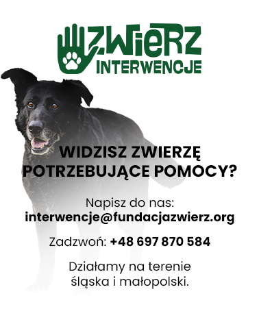 interwencje zwierz