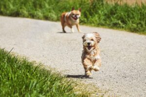 Komunikacja ze zwierzętami – mowa ciała, jak zrozumieć język ciała zwierząt?