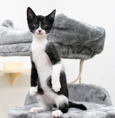 zwierze na dom tymczasowy