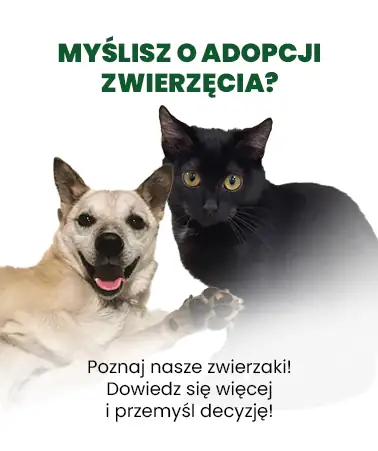 Myślisz o adopcji zwierzęcia?
