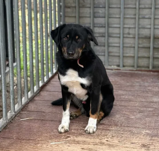 Pies na łańcuchu jaka kara