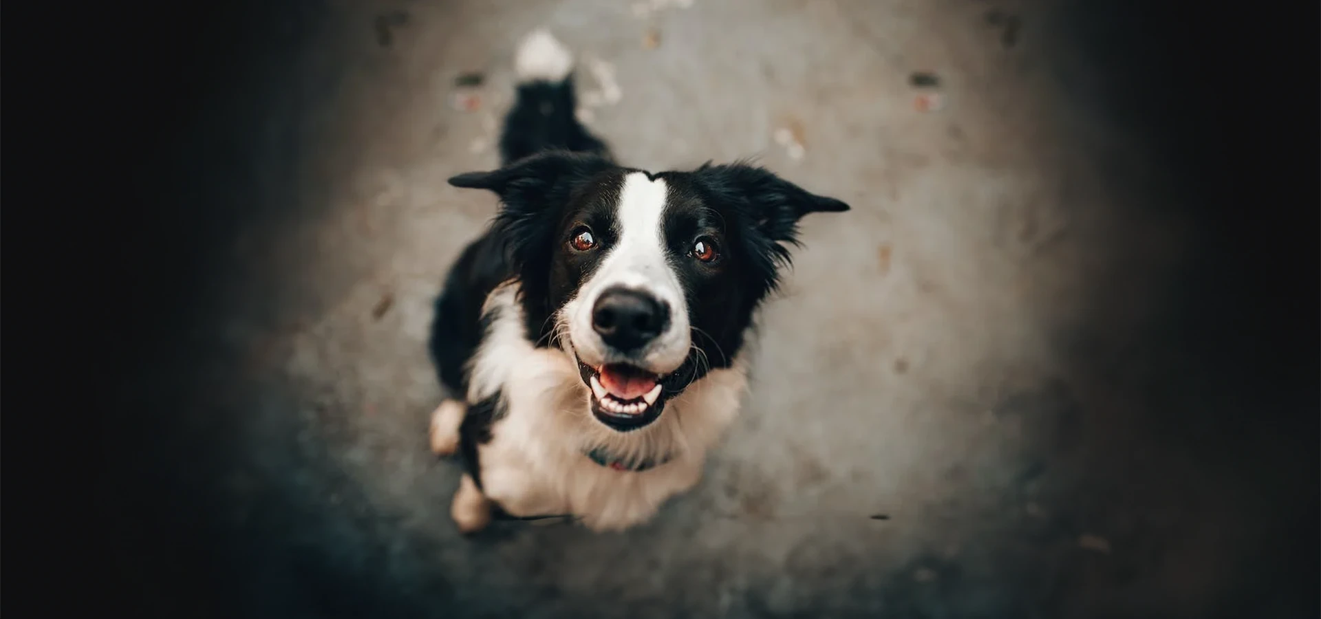 Po co jest Fundacja ZWIERZ?