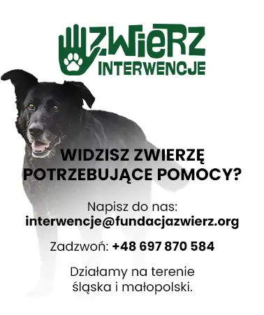 Widzisz zwierzę potrzebujące pomocy?
