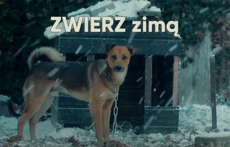 Zwierz zimą