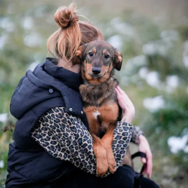 odebrać psa lub kota
