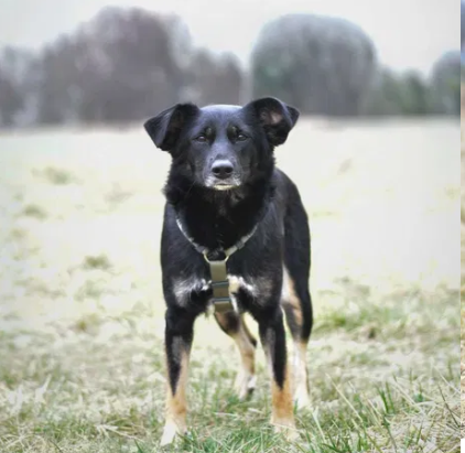 koszty utrzymania kota