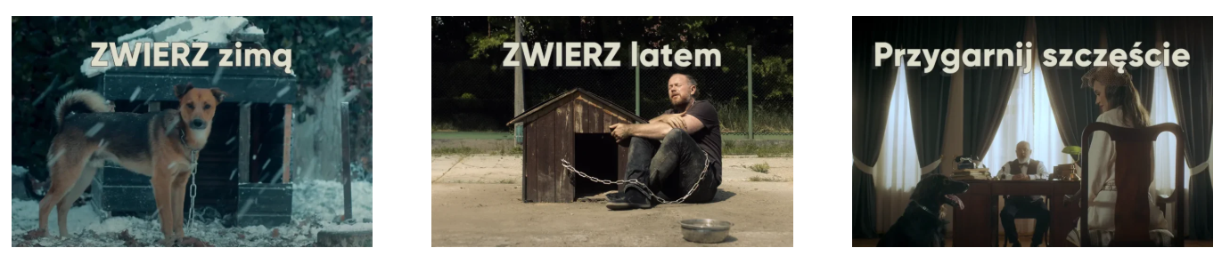 Gadżety dla kotów – wsparcie wychowania kota