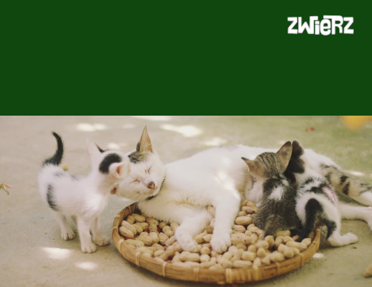 Jak skutecznie pomagać zwierzętom?