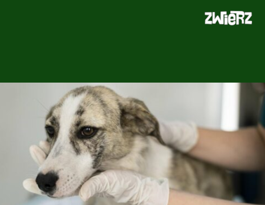 Podsumowanie V edycji ZWIERZowej Akcji Kastracja!