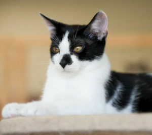 Kitler