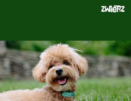 Pudel do adopcji – co trzeba wiedzieć?