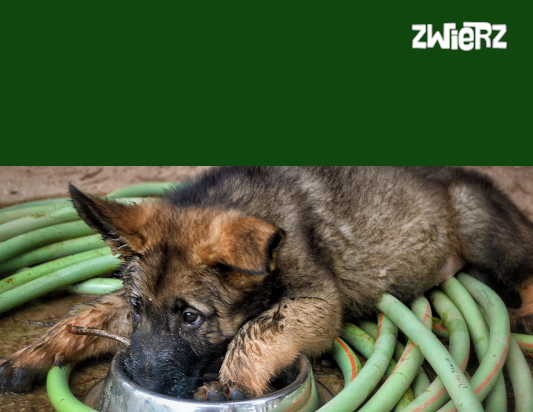 Owczarek niemiecki do adopcji – co trzeba wiedzieć?