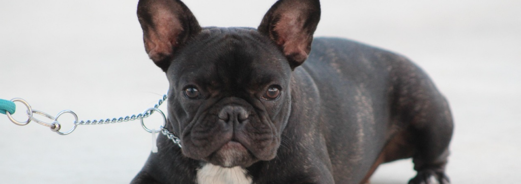 buldog do adopcji