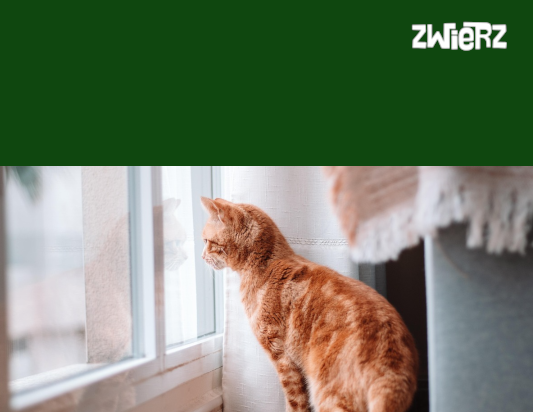 Behawiorysta Radzi – ile kuwet dla kota w domu?