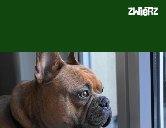 Buldog do adopcji – francuski i angielski