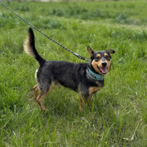 koda